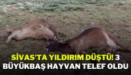 Sivas’ta Yıldırım Düştü! 3 Büyükbaş Hayvan Telef Oldu
