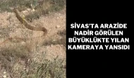 Sivas’ta Arazide Nadir Görülen Büyüklükte Yılan Kameraya Yansıdı