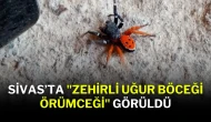 Sivas’ta "Zehirli Uğur Böceği Örümceği" Görüldü