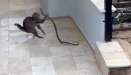 Kedi ve Yılan Arasında Nefes Kesen Anlar