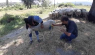 Başıboş Köpekler Sürüye Saldırdı