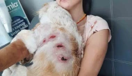 Bursa’da Kangal Köpeklerinin Saldırısına Uğrayan Kadın ve Köpeği Yaralandı