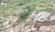 Sivas'ta Ayıya “Canım” Diye Seslendi