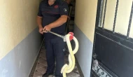 Yılanla Karşılaşan Aile Panik Yaşadı