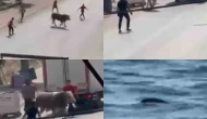Kaçan Kurbanlıklar Trafiği Altüst Etti