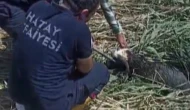 Kurbanlıklar Dereye Kaçtı Ekipler Harekete Geçti