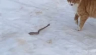 Yılanla Karşılaşan Kedi Geri Adım Atmadı