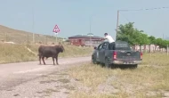 Sivas’ta Kaçan Kurbanlık Tosun Mahallede Yakalandı