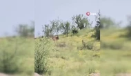 Kurban Kokusunu Alan Kurt Şehre İndi