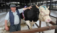 1,2 Tonluk Tosun 350 Bin TL’ye Yeni Sahiplerini Buldu