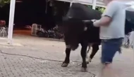 Para Atmak İstedi Boğanın Hedefi Oldu