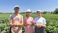5 Bin 600 Tonluk Bamya Hasadı Başladı
