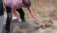 Şehir Merkezinde Görülen Tilki Koruma Altına Alındı