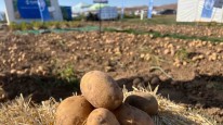 90 çeşit patates fuarda görücüye çıktı