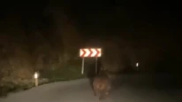 Yolda Ayı Sürprizi Mahallede Domuz Alarmı