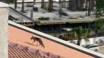 Binanın çatısına çıkan tilki ekipleri alarma geçirdi