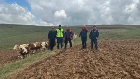Sivas’ta 9 Hayvan Kayıptı Dronla Bulundu