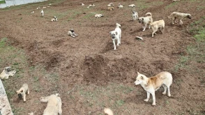 Sivas’ta 600 Sokak Hayvanı Yeni Yuvaya Kavuştu
