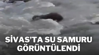 Sivas'ta Su Samuru Görüntülendi