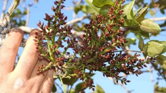 Antep Fıstığında Don Endişesi Geride Kaldı