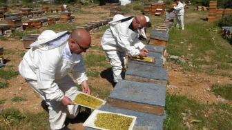 Polen Altınla Yarışıyor