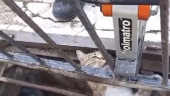 Mazgalda Mahsur Kalan Kediye Yardım
