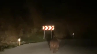 Yolda Ayı Sürprizi Mahallede Domuz Alarmı