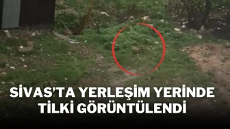 Sivas’ta Yerleşim Yerinde Tilki Görüntülendi