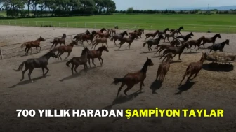 700 Yıllık Haradan Şampiyon Taylar
