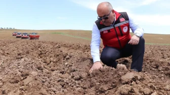 Sivas’ta Tohumluk Patates Ekimi Başladı