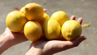 Limon Fiyatı Nisan’da Yüzde 44 Arttı