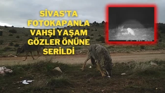 Sivas'ta Fotokapanla Vahşi Yaşam Gözler Önüne Serildi