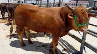 Sivas’ta Kurban Pazarı Bu Yıl Kovalı Mevkii’nde Kurulacak