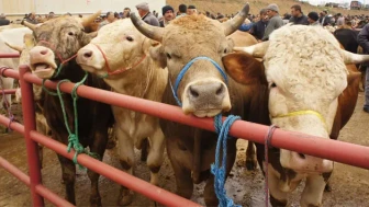 Sivas Kurban Pazarı Başvuruları Başlıyor