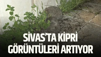 Sivas’ta Kipri Görüntüleri Artıyor
