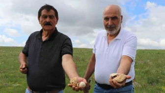 Sivas’ın Dağlarındaki Gizli Lezzet: Yanlış Toplarsan Zehir Doğru Toplarsan Şifa