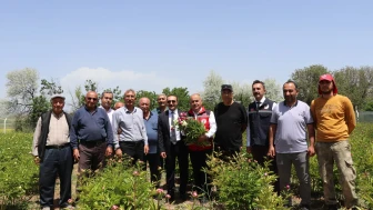 Gemerek’te Şakayık Hasadı Sezonu Başladı