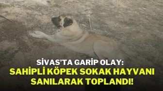 Sivas’ta Garip Olay: Sahipli Köpek Sokak Hayvanı Sanılarak Toplandı!