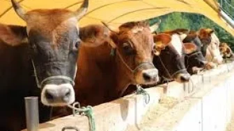 Sağlıklı Kurbanlık Nasıl Anlaşılır? 10 Maddede Hayvan Seçimi