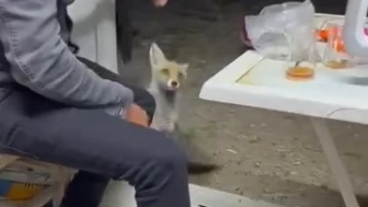 Köyde aç kalan tilkiye insanlar el uzattı