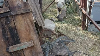 Yavrularını Bekleyen Anne Köpek Gönülleri Isıttı