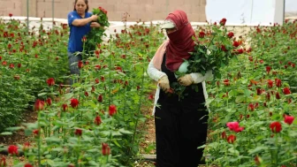 Anneler Günü Gülünde Fiyat Uçurumu