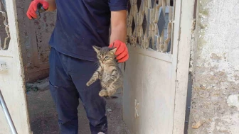 Motor Bölümüne Sıkışan Kedi Kurtarıldı