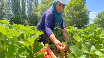 Kuyulu Çileğinde Hasat Başladı