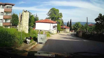 Köpek Tavuğu Kaçırdı, Kamera Kaydetti
