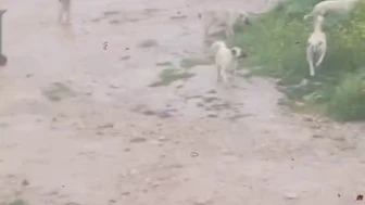 Başıboş Köpekler Çocuğa Saldırdı
