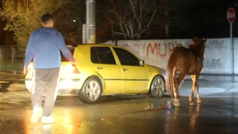 Başıboş atı vatandaşlar yakaladı