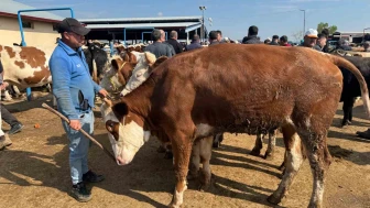 Büyükbaş hayvanların fiyatı 200 bin TL’ye kadar çıkıyor