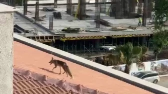 Binanın çatısına çıkan tilki ekipleri alarma geçirdi
