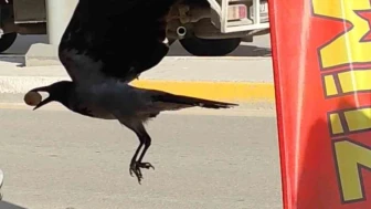 Karga Poşeti Yırttı, Cevizi Kaptı